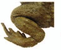 furnarius; f) região cefálica de Leptodactylus mystacinus; g) membro anterior de Hypsiboas faber; h) membro posterior de Leptodactylus mystacinus; i) membro anterior de Pseudopaludicola; e j) membro