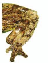 a) Cephalic region of Rhinella schneideri; b) hindlimb of Rhinella schneideri; c) hindlimb of Dendropsophus melanargyreus; d) inguinal region of Eupemphix nattereri; e) Leptodactylus furnarius; f)