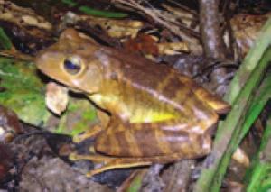 lundii; 11) Hypsiboas raniceps;