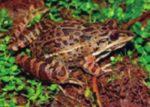Anuran species recorded in the