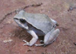 19) Leptodactylus chaquensis; 20)