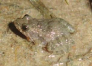 Leptodactylus latrans; 26)