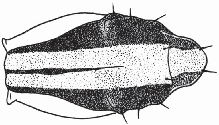 January - February 2008 Neotropical Entomology 37(1) 61 Fig 2. Antenna lateral view of Glyphidops fl avipes. Supraalar bristle Fig 3. Thorax lateral view of Glyphidops fl avipes. Fig 4.