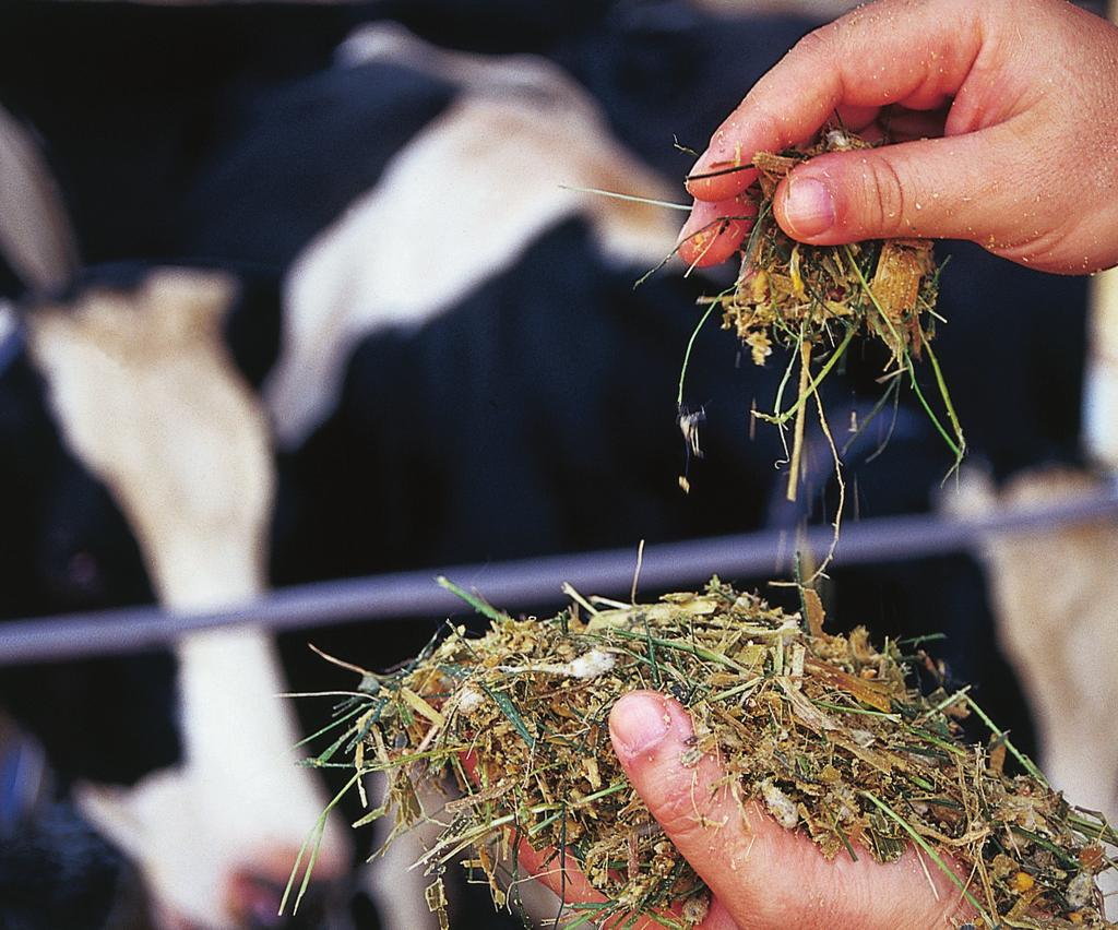 Muitas dessas doenças estão relacionadas a queda de imunidade que vacas de alta produção leiteira enfrentam no período de transição.