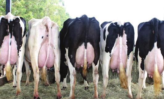 Não deixe as vacas perderem condição corporal Escore da condição corporal: O escore da condição corporal (ECC) é uma avaliação das reservas corporais do animal e reflete o quanto ele está magro ou