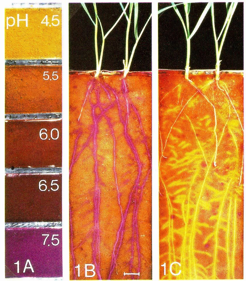Efeitos de formas de nitrogênio (NO 3- ou NH 4+ ) nos valores de ph da rizosfera de plantas de trigo com duas semanas de