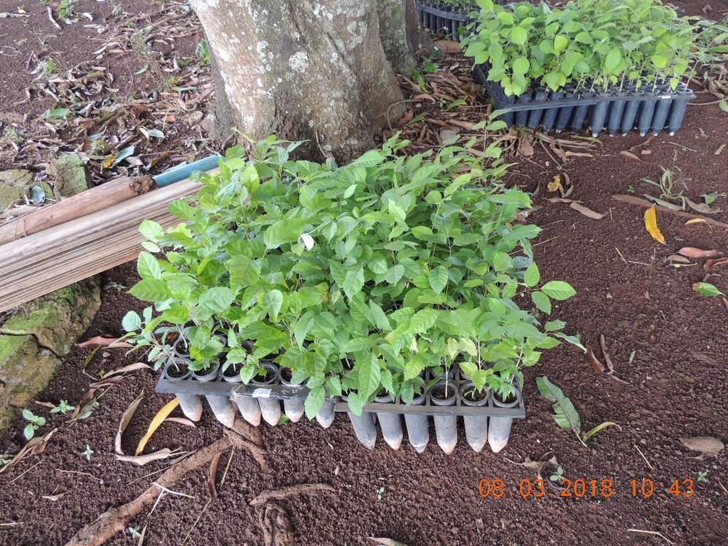 A pedido do Sr. Leoncio foram destinadas espécies variadas de ipê para a arborização da propriedade.