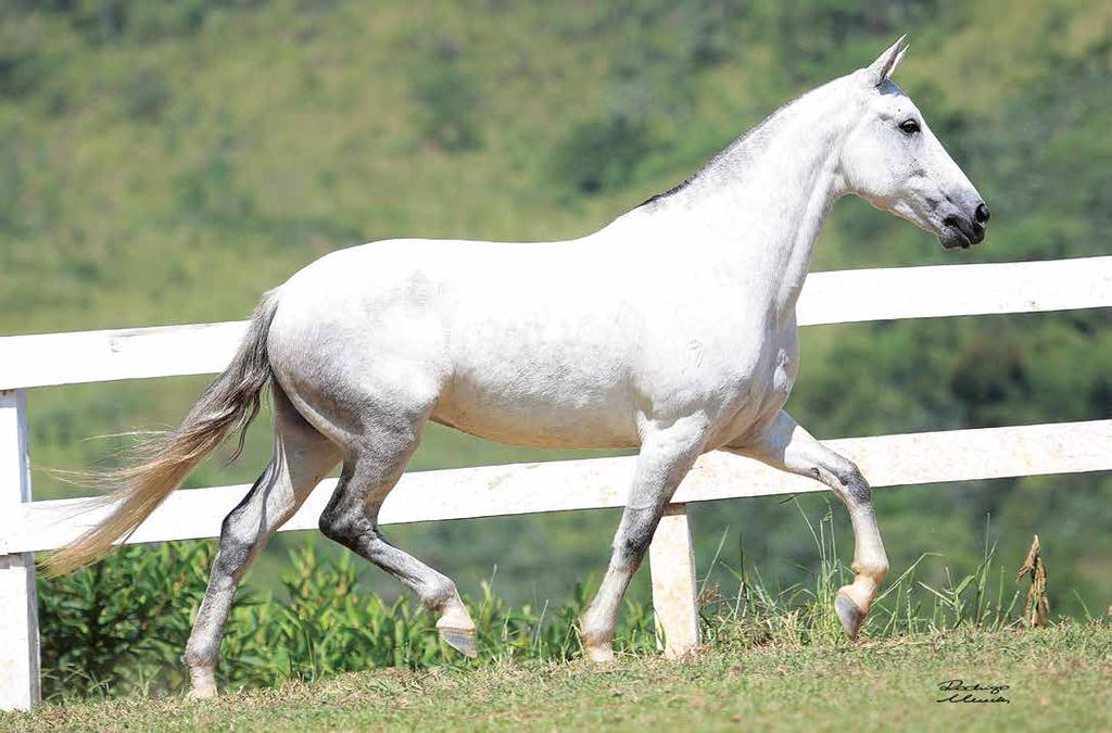 15A - Zumpy JEA - embrião Quartel JEA (Galeão da Ogar x Libra JEA) x Quadrilha JEA (Abrigo D2 x Junqueira Esperança) Vendedor: Haras Gelape Embrião por Embrião da campeoníssima doadora do time de