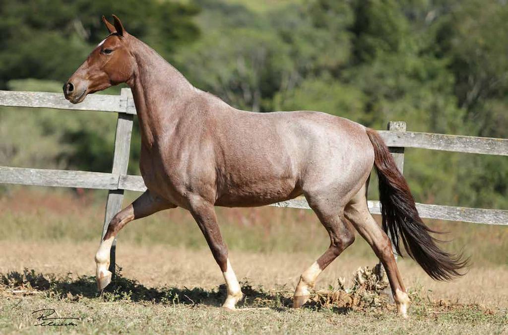 18 - Boina Elfar Quebruto Elfar (Favacho Diamante x Iara da Cabeça Branca) x Parma do Grande Lago (Júbilo do Guega x Brasília do Arco Íris)