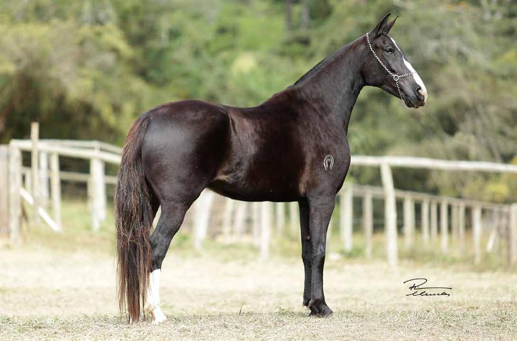 21 - Charmosa Turvo - 50% Favacho Diamante (tabatinga Senegal x Favacho Xuxa) x Rebeca Turvo (Sucesso JB da Ogar x Jaça