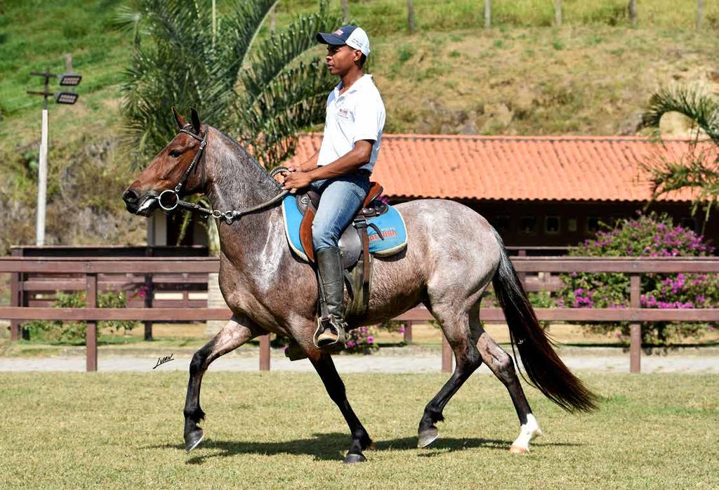 25 - Favacho Beleza Místico Elfar (Ákaro do Berco x Baetira da Baetyba) x Favacho Athenas (tabatinga Senegal x Havaba do Favacho)