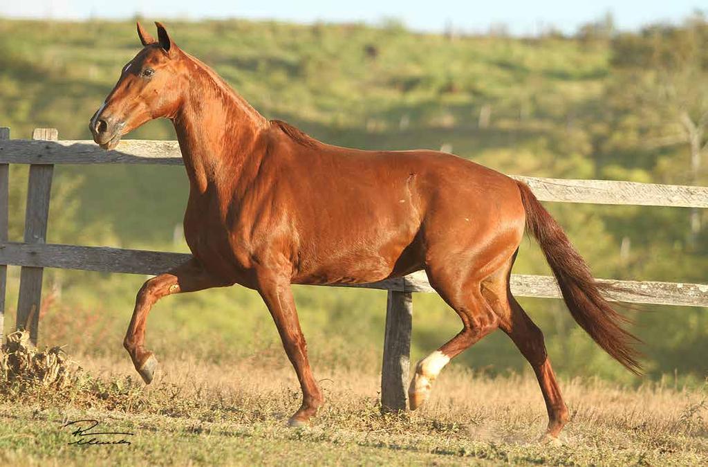 32 - Londrina AF Merraneo da Braúna (Gueirreiro do Pindaituba x Ariadine da Braúna) x Paulicéia Beta (Lendário Beta x