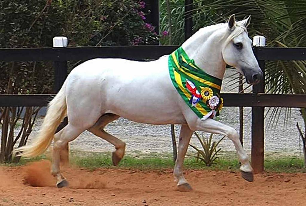 02 - Quiberma Elfar - cobertura unitária Favacho Diamante (Tabatinga Senegal x Favacho Xuxa) x Sinira do Berma (Nobre de Santa Lúcia x Sansira Guil Berma) Vendedor: Haras El Far Seu pai Cobertura do