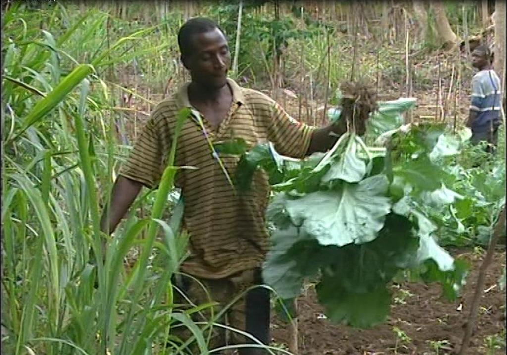 Para Garantir a Segurança Alimetntar, o Governo apoia os Agricultores na Produção de