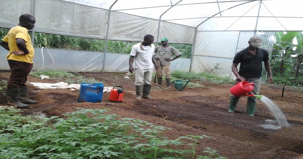 Melhoramento de Solo através de Composto orgánico, evitando os Agrotóxicos