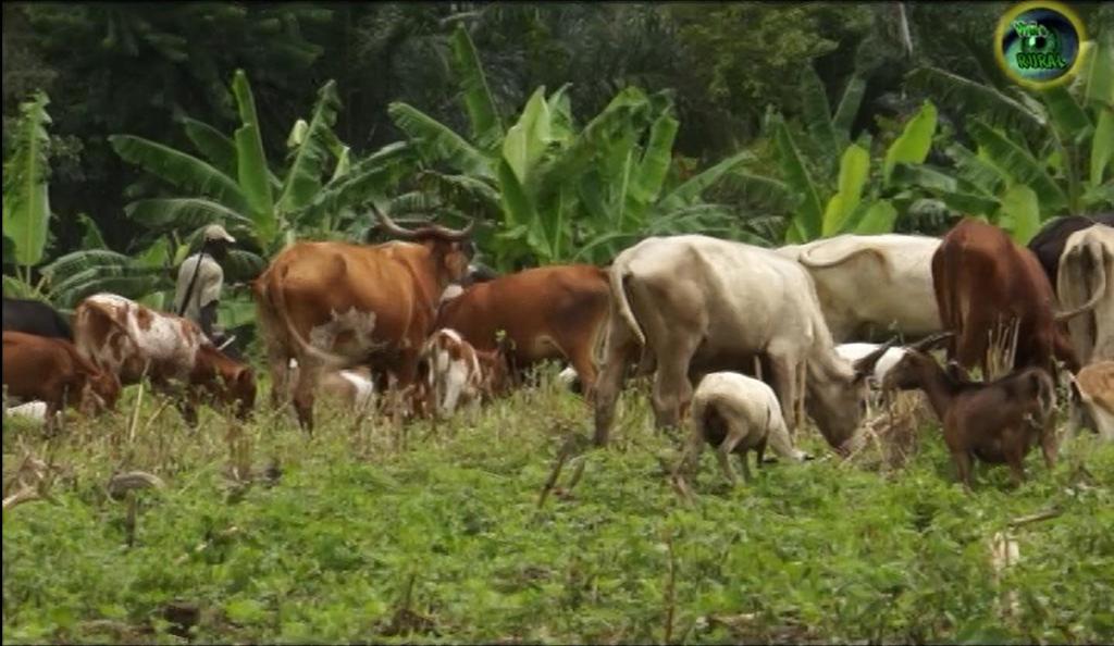 Apoio aos Médios Criadores na Produção Aniamal: Contribuição para a Segurança Alimentar