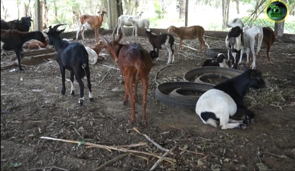 Desenvolvimento de caprinocultura: contribuição para a Segurança Alimentar