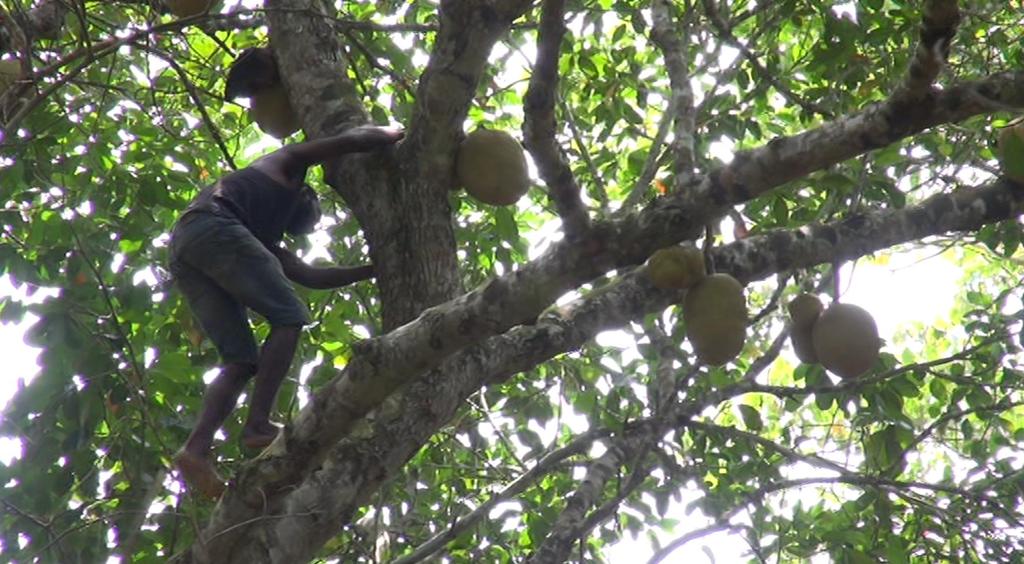 O Governo está incentivar a plantação de Árvores de Frutos que para além de servir para madeira e sombreamento, contribui para