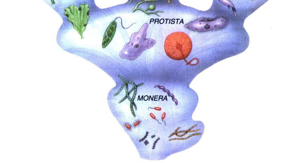 Filogenia e Classificação