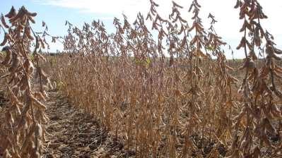 Objetivos do Programa Produtividade Estabilidade Altura de planta Ciclo Resistência a doenças Resistência a insetos Resistência a