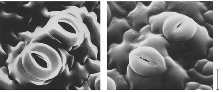 / Estômato fechado parede celular microfibrilas de celulose arranjadas radialmente O Estômato Funções: Influxo de para a Liberação de