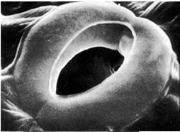 estomático (ostíolo) vacúolo células-guarda A disposição radial das microfibrilas de celulose na parede celular promove uma maior