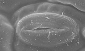 µm 5 µm Estômato