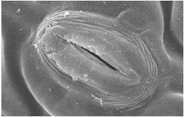 Tricomas refletores 5 µm