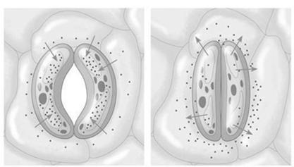 Isso acontece em pequenas plantas herbáceas e em algumas gramíneas Abertura estomática ao longo do dia Mecanismo de abertura e fechamento estomático Mudanças na pressão de turgor fazem os estômatos