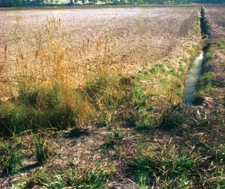 Figura 3 Área da Lagoa Bonita utilizada para pastagem em 1976. Foto: Antônio Salazar mudas de eucalipto. Entre o eucalipto e o mangueiral foi plantada uma faixa de angico (Anadenanthera macrocarpa).