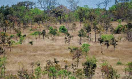 Até 2004, a área de estudo já havia recuperado apenas 0,84m2 por hectare e 162,5 indivíduos por hectare, o que representa, respectivamente, 7,8% da área basal e 11,9% da densidade registradas no