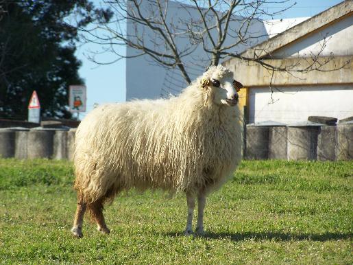 em risco de extinção Promover a