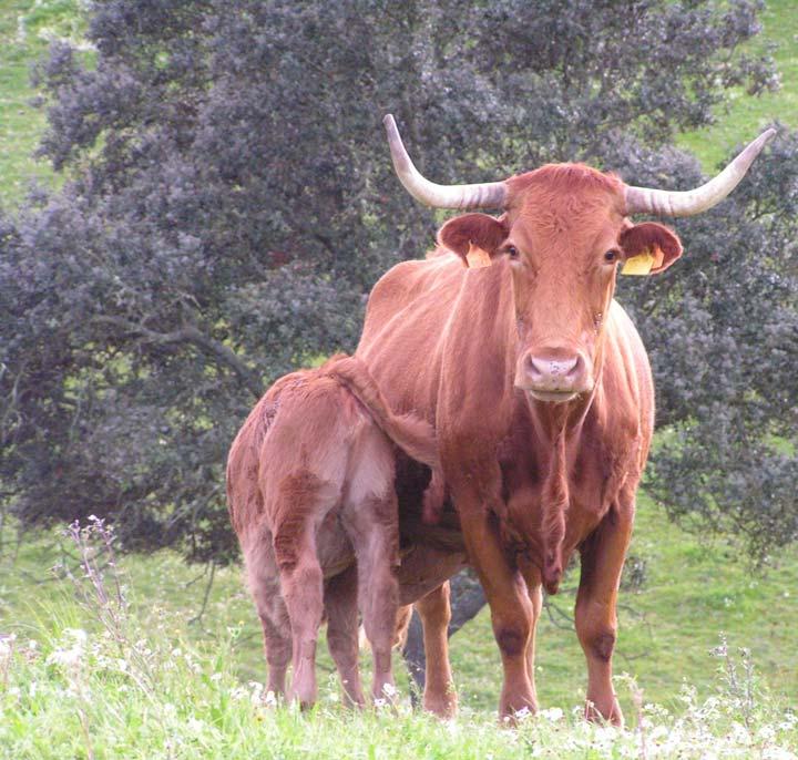 Fertilidade e objectivos produtivos Fertilidade: capacidade para a realização eficiente da função reprodutiva 1 vitelo/ vaca por ano Abortos <2% Partos difíceis; vacas <5 % Partos difíceis;