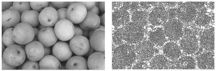 A Figura 24 a seguir mostra o resultado de uma segmentação baseada em Watershed para uma imagem em preto-e-branco e para uma imagem em tons de cinza.