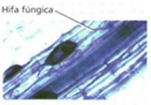 Conhecidos como fungos micorrízicos arbusculares (grande parte realiza associação micorriza- fungos associados as raízes das