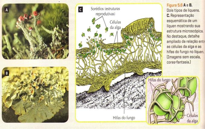 Importância Os fungos são importantes fontes usadas na farmacologia, sendo constituintes básicos na formação dos antibióticos usados no combate às bactérias.