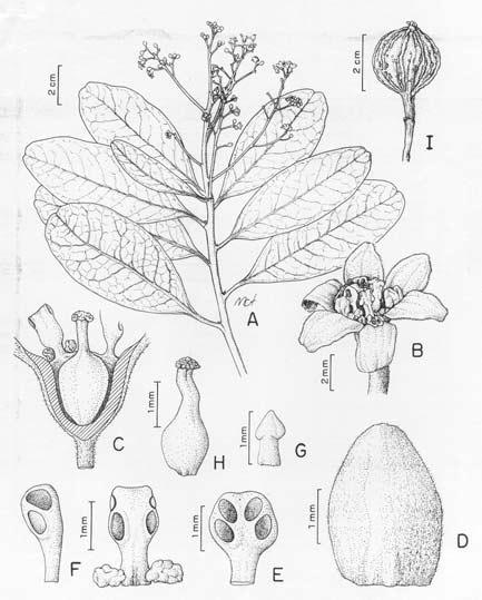 Acta bot. bras. 15(3): 445-450. 2001 447 Figura 1. A-I. Ocotea cryptocarpa J.B. Baitello. A. ramo com flores; B. detalhe da flor; C.