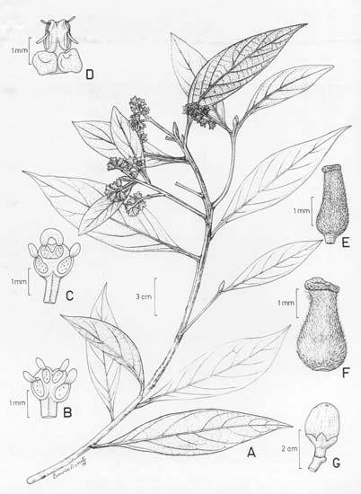 Acta bot. bras. 15(3): 445-450. 2001 449 Figura 2. A-G. Ocotea curucutuensis J.B. Baitello. A. ramo com flores; B. estame das séries I e II; C.
