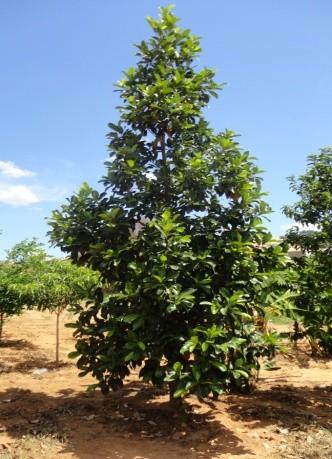 Árvore 4 Jaca (Artocarpus