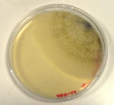 No sétimo dia de incubação os resultados permaneceram iguais. O fungo na placa inoculada com a diluição 10-1 da pêra de secagem Tradicional proliferou (Figura 2).