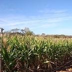 (A) Reação de parcelas; (B) visão geral de ensaios; e (C) lotes de cruzamentos visando à obtenção de sementes para avaliação da capacidade combinatória.