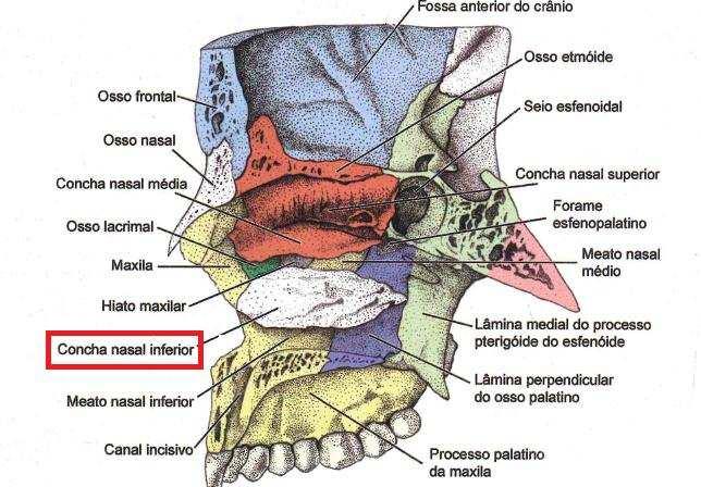 pterigoide do osso esfenóide. A cavidade nasal apresenta projeções ósseas chamadas de conchas nasais, que delimitam reentrâncias, os meatos nasais.