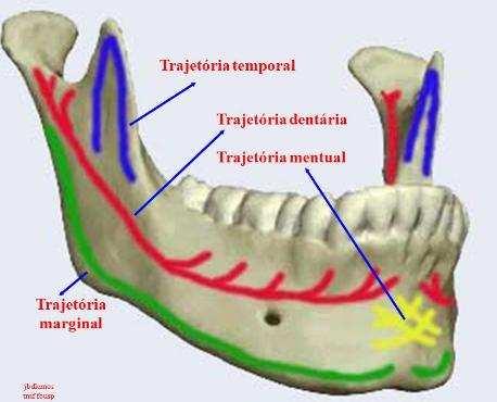 3.3.2 TRAJETÓRIAS A mandíbula apresentam zonas de resistências que são chamadas de trajetórias.