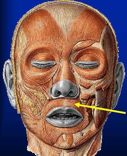 Orbicular da Boca Espinha nasal Mucosa e pele Esfíncter anterior, depressor dos lábios da boca do septo e fóveas incisivas da maxila e mandíbula.