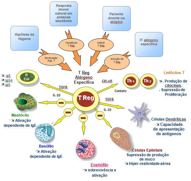 INTRODUÇÃO 31 Atualmente, há crescente evidência do papel das células T reguladoras no controle do desenvolvimento de asma e doenças alérgicas.