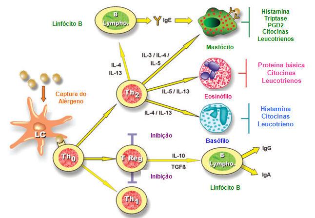 INTRODUÇÃO 39 Figura 4 Mecanismos imunes humoral e celular envolvidos na alergia do tipo I e imunoterapia: uma visão integrada. Adaptado de: Moingeon, Batard, et al, (2006).