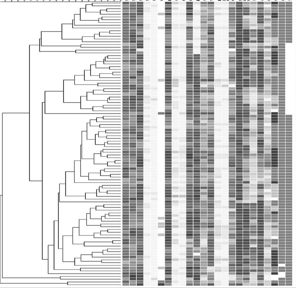 Linking genetic profiles and phenotypic information by computational approaches Phenotypic tests Glucose Ribose Arabinose Sucrose Galactose Raffinose Maltose Glycerol Potassium acetate