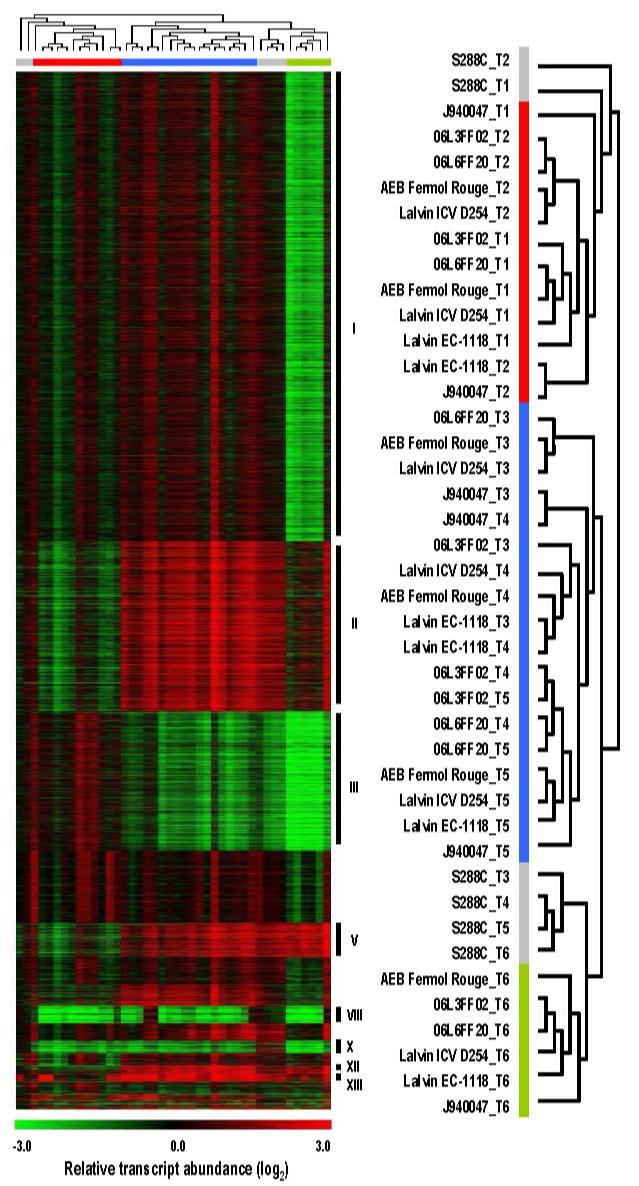 Differential expression of co-regulated genes distinguishes Saccharomyces cerevisiae strains during
