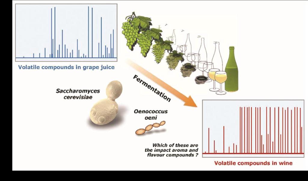 Fermentation technologies are deeply rooted in the history of most societies