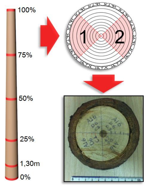 Para a variação na direção longitudinal, utilizando-se cinco discos por árvore, obtidos nas alturas de 0%, 25%, 50%, 75% e 100% da